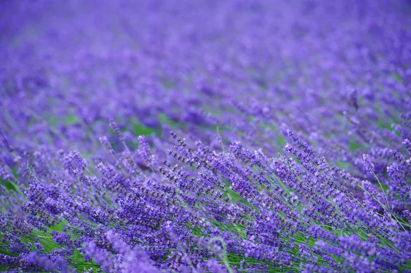 Belleza Lavender Campo Flores —  Fotos de Stock