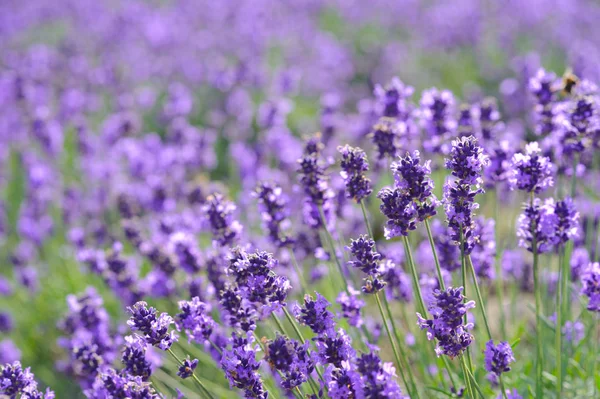 Belleza Lavender Campo Flores — Foto de Stock