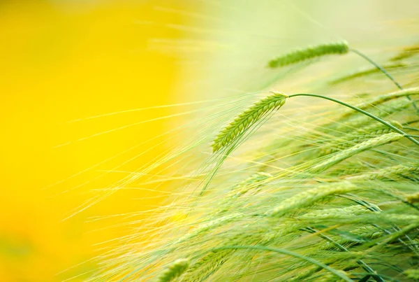 Campo Cevada Tempo Nascer Sol Com Campo Flores Amarelo Desfocado — Fotografia de Stock