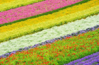 Hokkaido'da alanları tomita gruptaki güzel renkli çiçekler