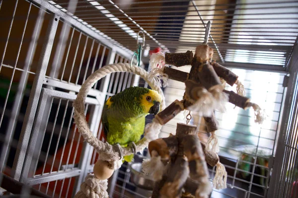 Casa amazona verde con cresta amarilla plumas de postal roja sentado en una rama en una jaula sentada en una rama —  Fotos de Stock