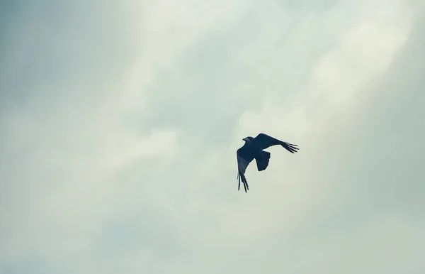 Corvo preto com grandes asas voa no céu — Fotografia de Stock