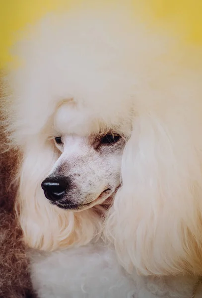 Portre köpeği kanişi beyaz kartpostal köpek şovu