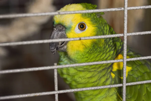 Postal dulce casa amazona verde con plumas rojas cresta amarilla sentado en una rama en una jaula sentado en una rama en una jaula —  Fotos de Stock