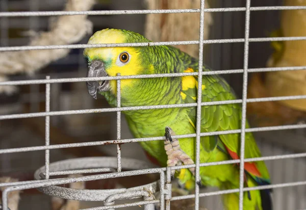 Postal amazona plumas verdes sentado en una rama en una jaula ver por sorpresa —  Fotos de Stock
