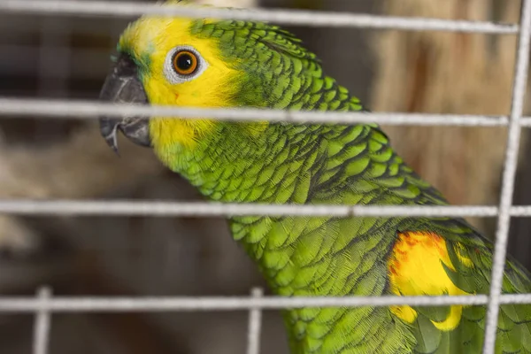 Postal casa amazona verde con plumas rojas cresta amarilla sentado en una rama en una jaula se ve sorprendido —  Fotos de Stock