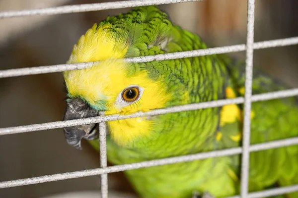 Postal casa amazona plumas verdes sentados en una rama en una jaula quiere ser acariciado, presionado contra la jaula —  Fotos de Stock