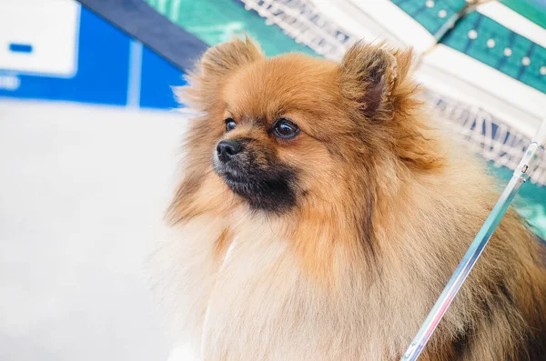 Cane razza Spitz in una gabbia portatile, spitz rosso siede sotto un ombrello in una mostra canina riposo — Foto Stock