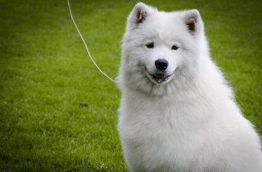 Köpek beyazı samoed bull otların üzerinde oturuyor.