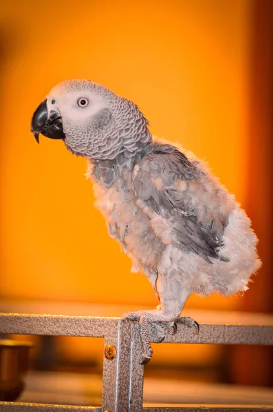 Loro gris se sienta en una jaula, la cola arrancada. Loro gris africano - Imagen —  Fotos de Stock