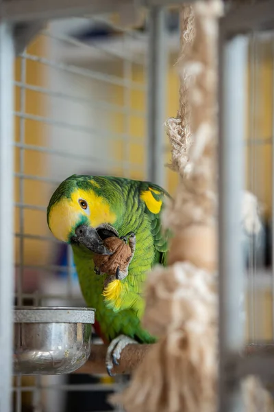 Postal dulce loro casa amazon verde con plumas rojas cresta amarilla sentado en una rama en una jaula —  Fotos de Stock