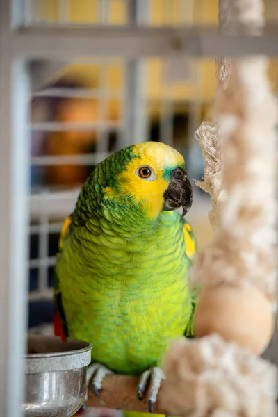 Postal dulce loro casa amazon verde en una jaula —  Fotos de Stock