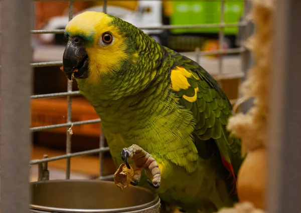 Postal casa dulce loro amazona verde con plumas rojas cresta amarilla sentado en una rama en una jaula —  Fotos de Stock