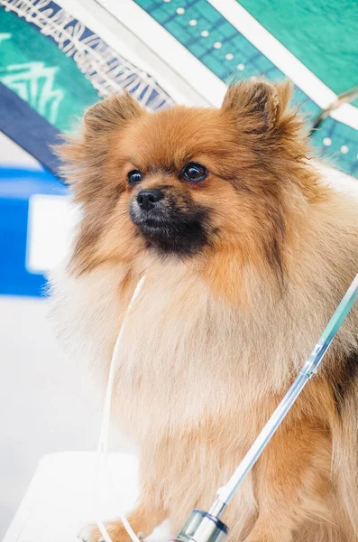 Spitz cane si siede sotto un ombrello ed è a riposo, carino cane, adorabile cagnolino rossa — Foto Stock