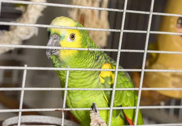 Postal casa amazona verde con plumas rojas cresta amarilla sentado en una rama —  Fotos de Stock