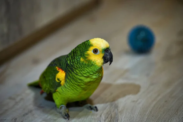 Loros domésticos amazona verde en el suelo jugando pelota, retrato de un loro, retrato de una amazona, vista lateral —  Fotos de Stock