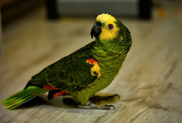 Pappagallo domestico amazzone verde sul pavimento sembra bello, ritratto di un pappagallo, ritratto di amazzone, vista laterale — Foto Stock