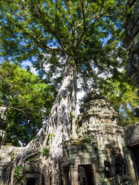 Görkemli ipek - pamuk Ta Phrom Tapınağı, Angkor, Siem Reap Eyaleti, Kamboçya antik kalıntıları üzerine yetişen ağaç