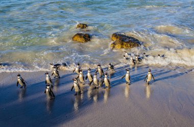 Grup kayalar Beach, Simon'ın Town, Güney Afrika, Afrika penguenler