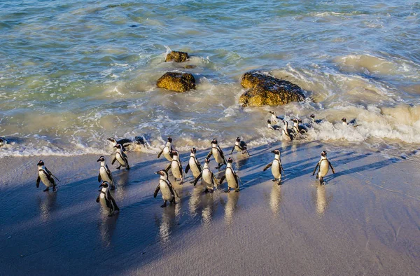 Groupe Pingouins Africains Boulders Beach Simon Town Afrique Sud — Photo