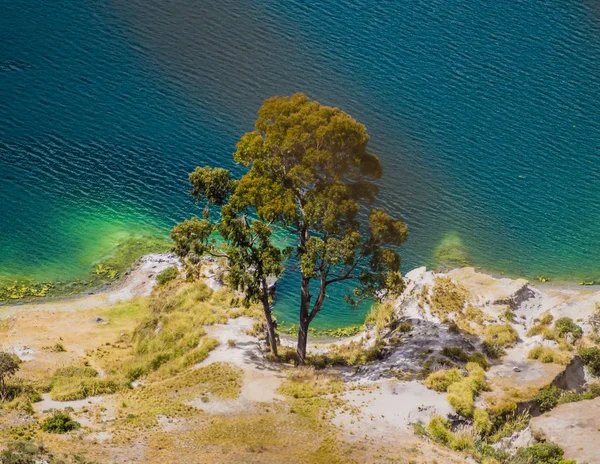 Detalle Árbol Increíble Largo Costa Laguna Quilotoa Lago Del Cráter —  Fotos de Stock