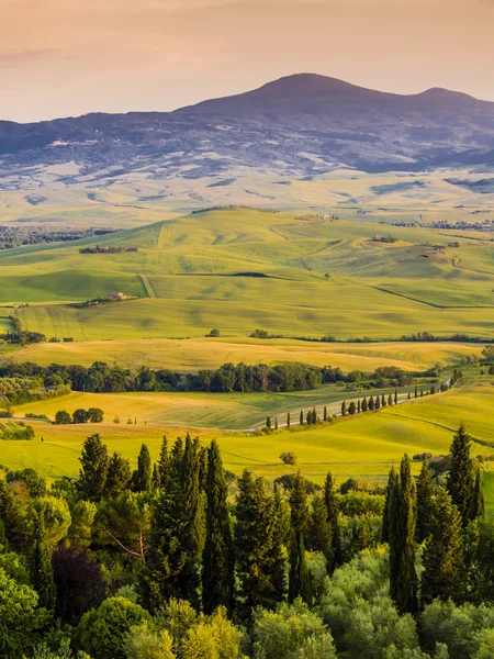 Paisagem Toscana Encantadora Entardecer Com Colinas Ondulantes Fileiras Ciprestes — Fotografia de Stock