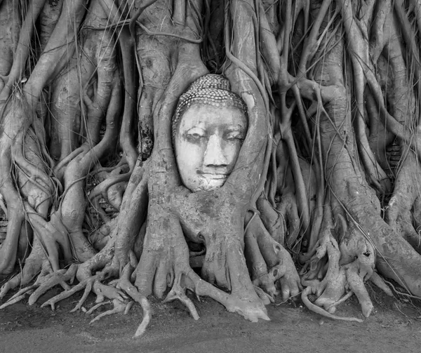 Kamenný Buddha Hlava Zalité Kořeny Stromů Chrámu Wat Mahathat Ayutthaya — Stock fotografie