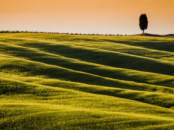 Geweldige Toscaanse Landschap Schemering Met Glooiende Heuvels Cypress Tree Achtergrond — Stockfoto