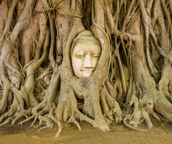 Buddha Kopf Aus Stein Eingebettet Die Baumwurzeln Des Tempels Wat — Stockfoto