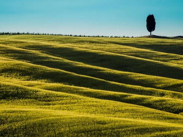 Amazing tuscan landscape with rolling hills and cypress tree in background