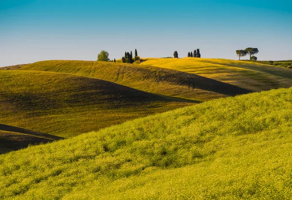 Charming Tuscan Landscape Multicolored Rolling Hills Cypress Tree Background — Stock Photo, Image