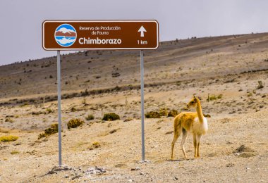 Chimborazo Milli Parkı, Ekvador eteklerinde vahşi vicuna