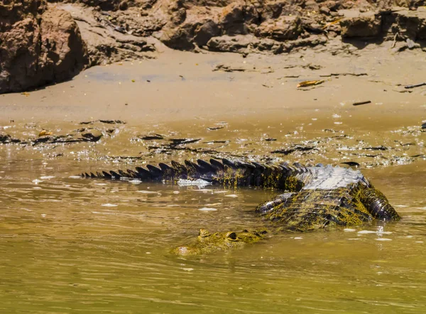 Crocodilo Mergulhando Água Para Lançar Ataque Uma Presa Rio Usumacinta — Fotografia de Stock