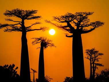Baobab Bulvarı 'nda muhteşem bir gün batımı. Önünde ağaç siluetleri, Morondava, Madagaskar.