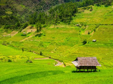 Teraslı pirinç tarlaları, Mu Cang Chai, Kuzey Vietnam ile çevrili tipik çiftlik kulübesiyle göz kamaştırıcı bir kır manzarası.