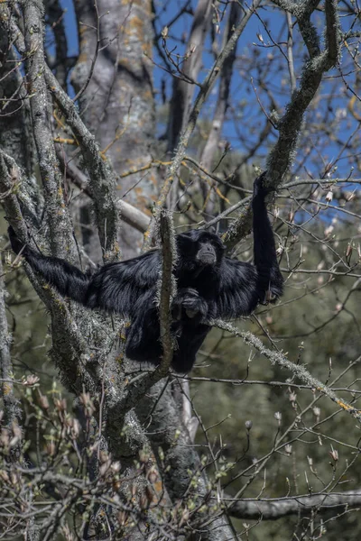 Siamang gibbon colgando de un árbol siendo juguetón — Foto de Stock