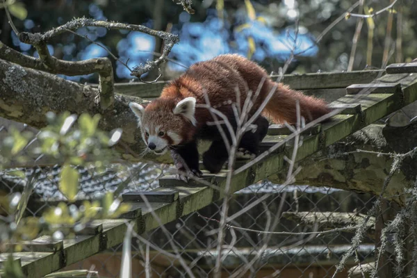Panda rojo caminando a través de una viga, muy lindo — Foto de Stock