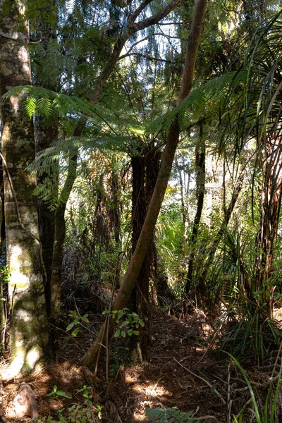 New Zealand bush, native plants on a spring day — Stock Photo, Image