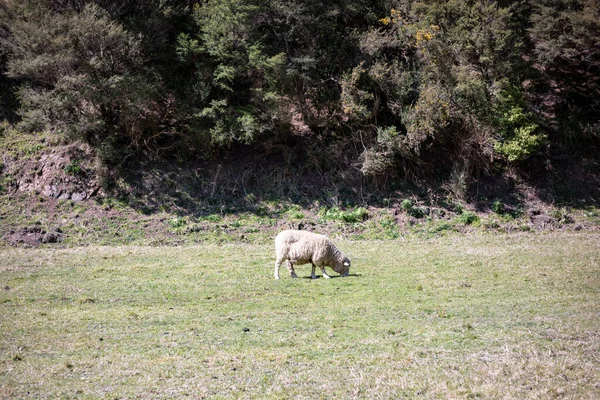 Ovelhas pastando em um campo em um dia de primavera — Fotografia de Stock