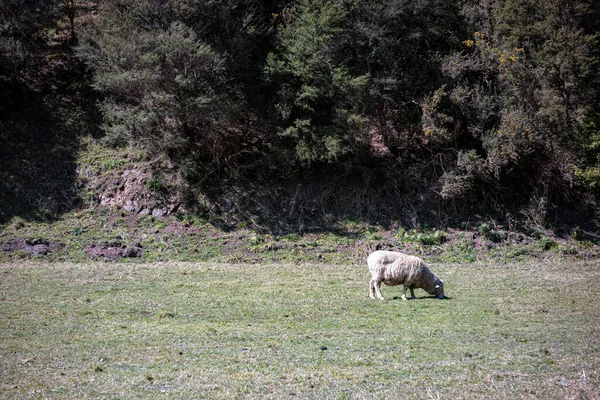 Ovce pasoucí se na poli v jarní den — Stock fotografie