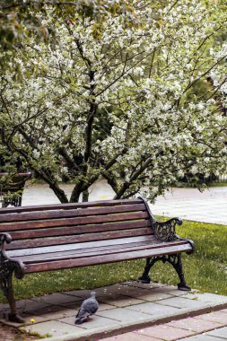 Park yeri ve çiçek açan beyaz elma ağacı.