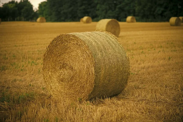 Feno fardo seco no campo, agricultura — Fotografia de Stock