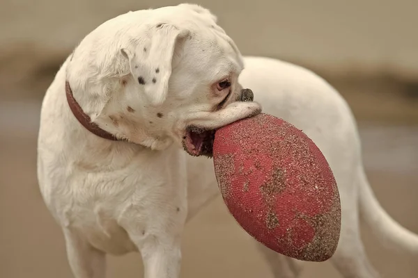 Padigree dog with red ball — Stock Photo, Image