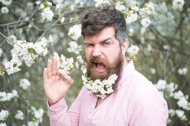 Çiçek açan yakınındaki sakallı erkek yüz kiraz ağacı. Hipster sakal içinde kiraz çiçeği ile ok hareket gösterir. Sakal ve bıyık yüz ihale beyaz çiçekler yakınındaki göz kırpıyor üzerinde olan adam. Bahar ruh kavramı.