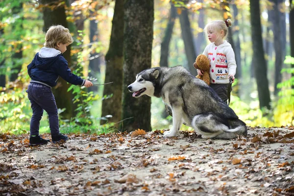 Friends training dog in autumn forest. Friends, friendship and child love.