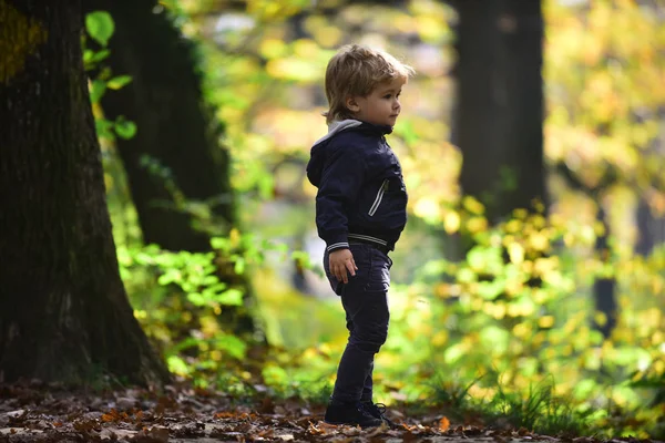 Liten Pojke Höst Skog Barn Spela Frisk Luft Utomhus Lille — Stockfoto