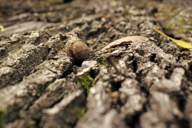 Ağaç kabuğu ceviz ve düşen sonbahar yaprakları ile dokulu arka plan