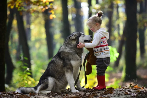 Dziecko Gry Husky Pluszowego Misia Świeże Powietrze Zewnątrz Czerwony Kapturek — Zdjęcie stockowe