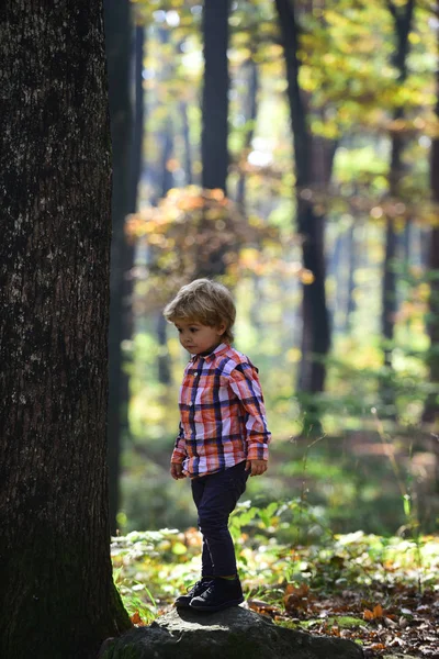 Маленький Принц Сказочном Лесу Дети Играют Свежем Воздухе Открытом Воздухе — стоковое фото