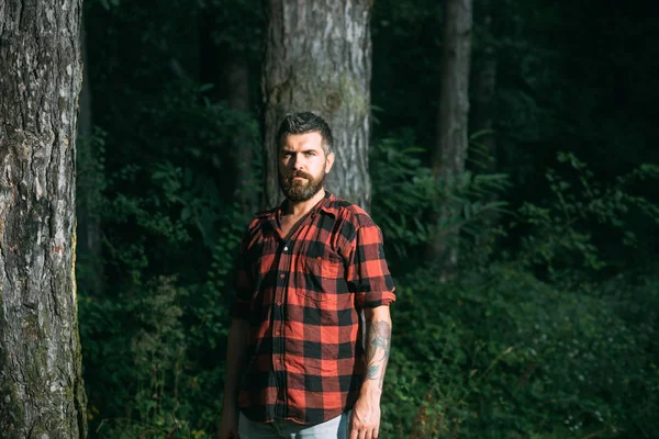 Brutal bearded man standing in front of trees. Concentrated lumberjack wandering in wilderness in the evening.